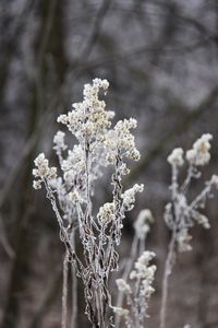 Close-up of frozen plant