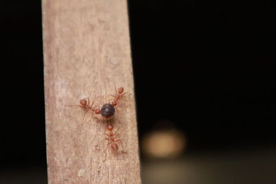 Close-up of ant on wood