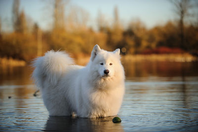 Portrait of white dog in lake