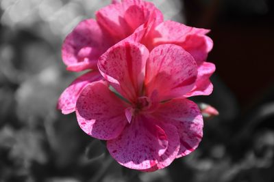 Close-up of pink rose flower