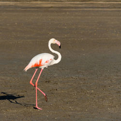 View of flamingo on dried lake bed