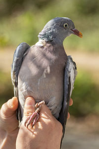 Close-up of hand holding bird