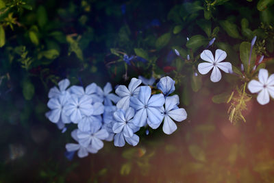 Natural blue flowers blooming in the summer day with morning soft light shining