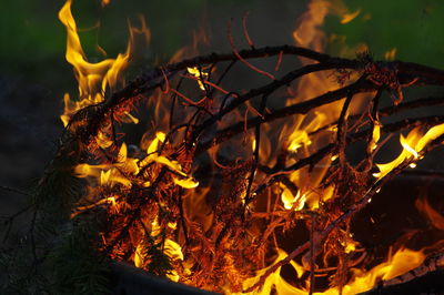 Close-up of bonfire on tree at night