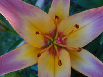 Close-up of yellow flower