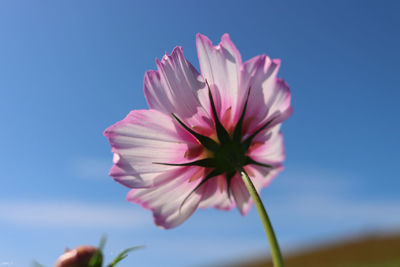 Close-up of pink cosmos flower against sky