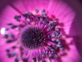 Close-up of pink flower