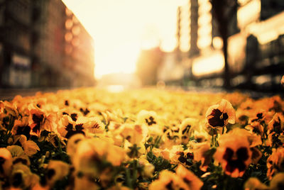 Close-up of flowers in city during sunset