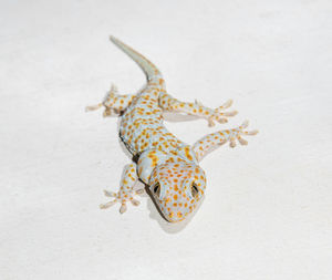 High angle view of lizard on floor