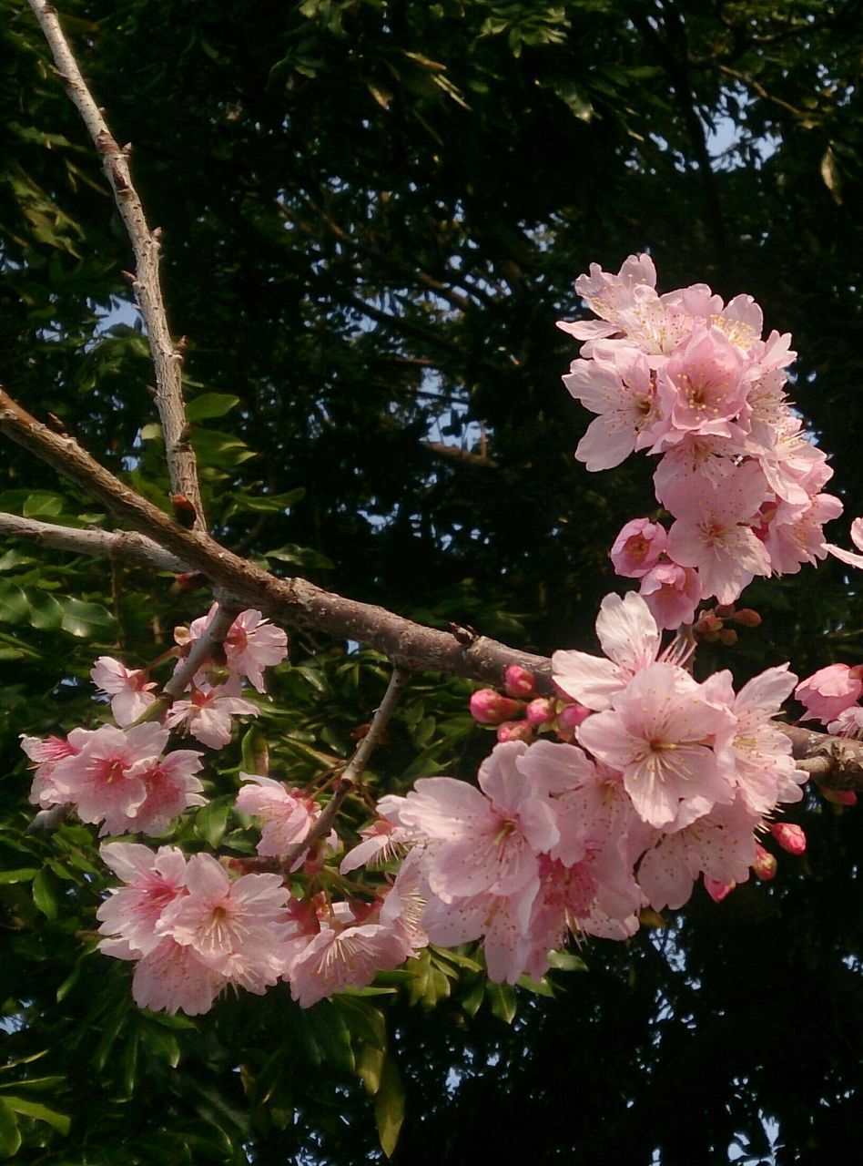 flower, freshness, pink color, growth, fragility, petal, tree, beauty in nature, branch, blossom, nature, blooming, flower head, pink, in bloom, low angle view, springtime, close-up, park - man made space, cherry blossom