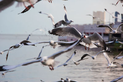 Birds flying over water against sky