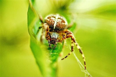 Close-up of spider