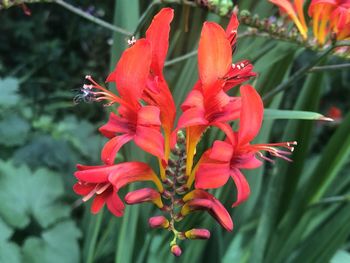 Close-up of red flowering plant