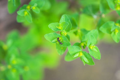 Close-up of insect on leaves