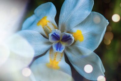 Close-up of flower blooming outdoors