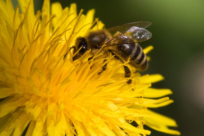 Insect on yellow flower