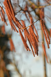 Close-up of orange leaves on branch