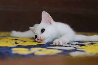 Close-up of cat lying down