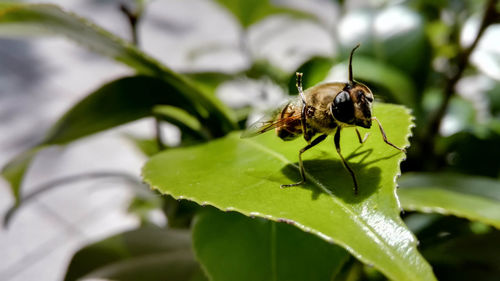 Close-up of insect on plant