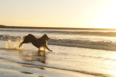 Dog running on beach against sky during sunset