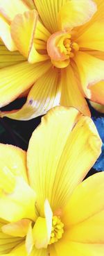 Close-up of yellow flower