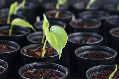 Closeup of monstera plant seedling in pot