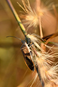 Close-up of butterfly on flower