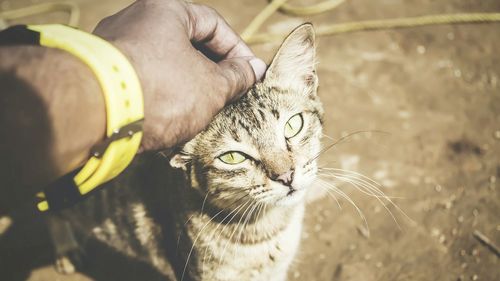 Close-up portrait of cat