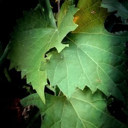 High angle view of leaves on plant