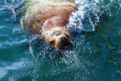 Steller sea lion in the water of avacha bay in kamchatka