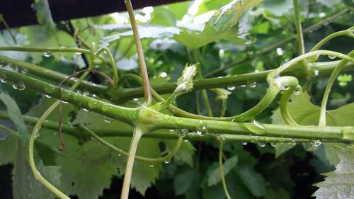 Close-up of green lizard on plant