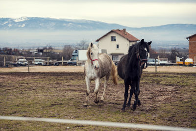 Dirty horses in a muddy riding arena with an electric fence in countryside horse riding ranch
