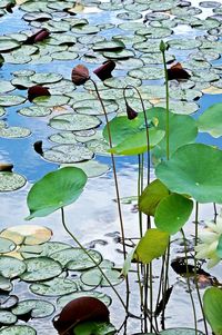 Lotus water lily in pond