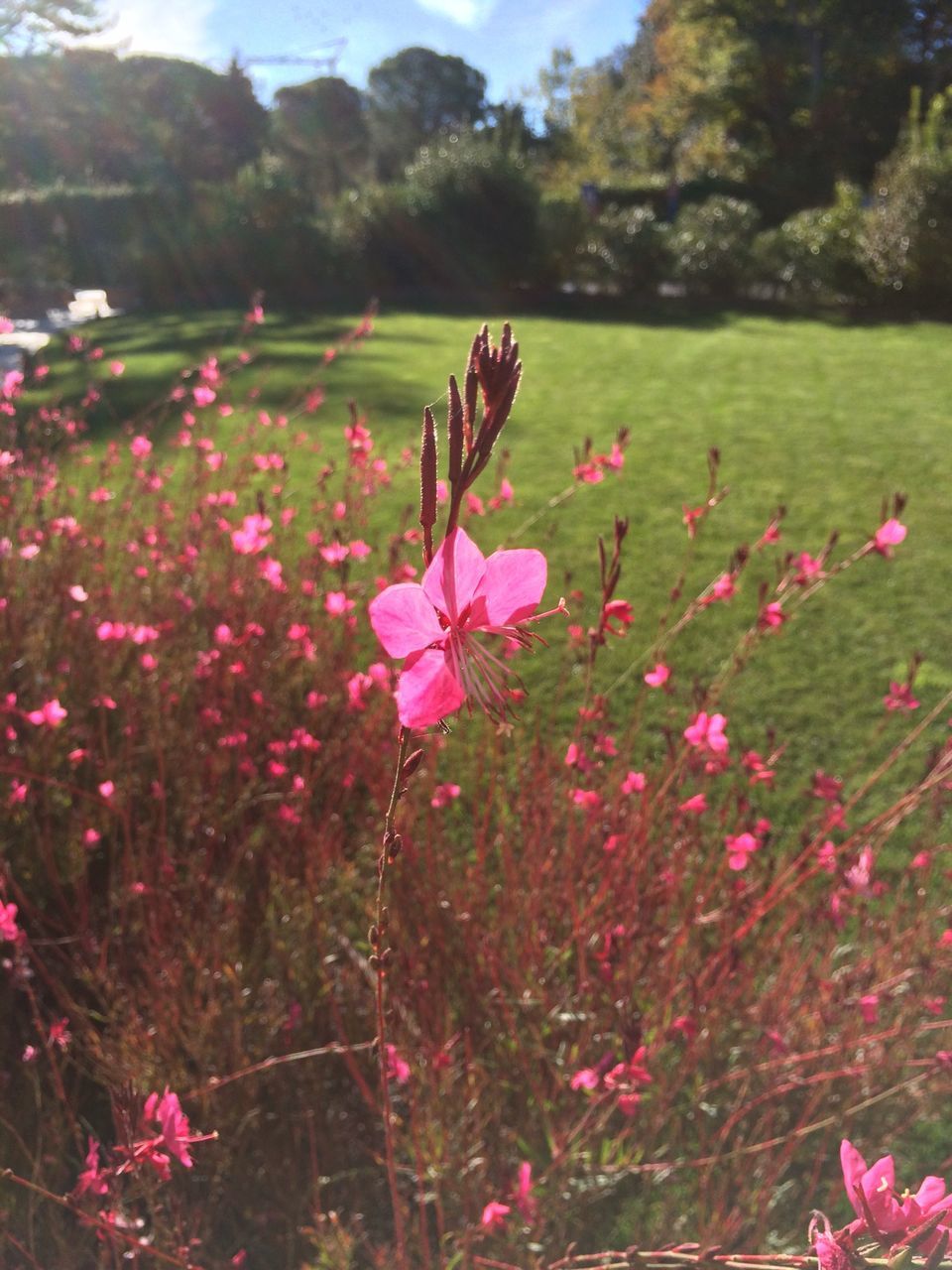 flower, freshness, animal themes, growth, fragility, beauty in nature, one animal, pink color, nature, animals in the wild, insect, petal, plant, blooming, wildlife, field, focus on foreground, stem, tree, in bloom