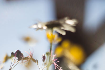 Close-up of flowers