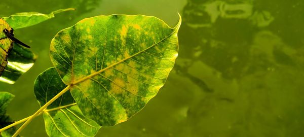 Close-up of green leaves against blurred background