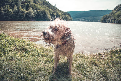 View of dog on field by lake