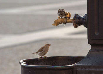 Bird perching on a pipe