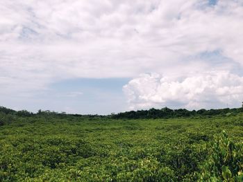 Scenic view of field against sky