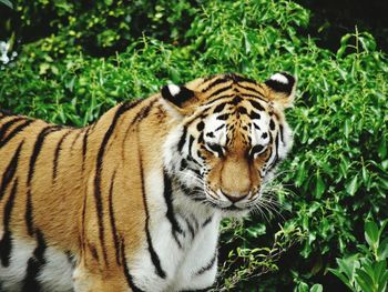 Close-up of tiger looking down