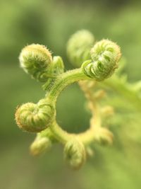 Close-up of plant