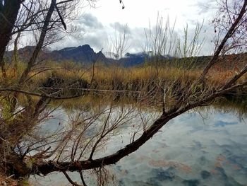 Reflection of tree in lake against sky
