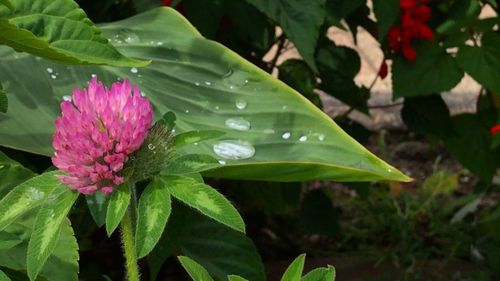 Close-up of pink flower blooming outdoors