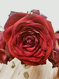 Close-up of red rose