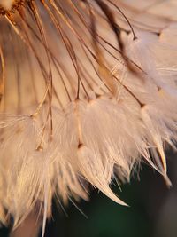 Close-up of white feather on dry leaf