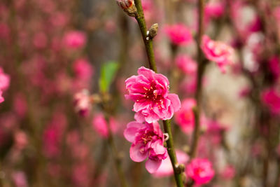 Close-up of pink flowers