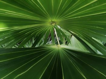 Full frame shot of palm leaves