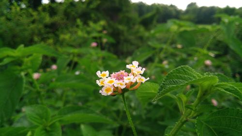 Close-up of flowering plant