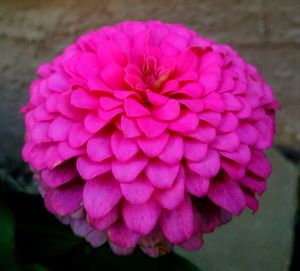 Close-up of pink flower blooming outdoors