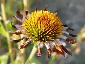 Close-up of wilted flower